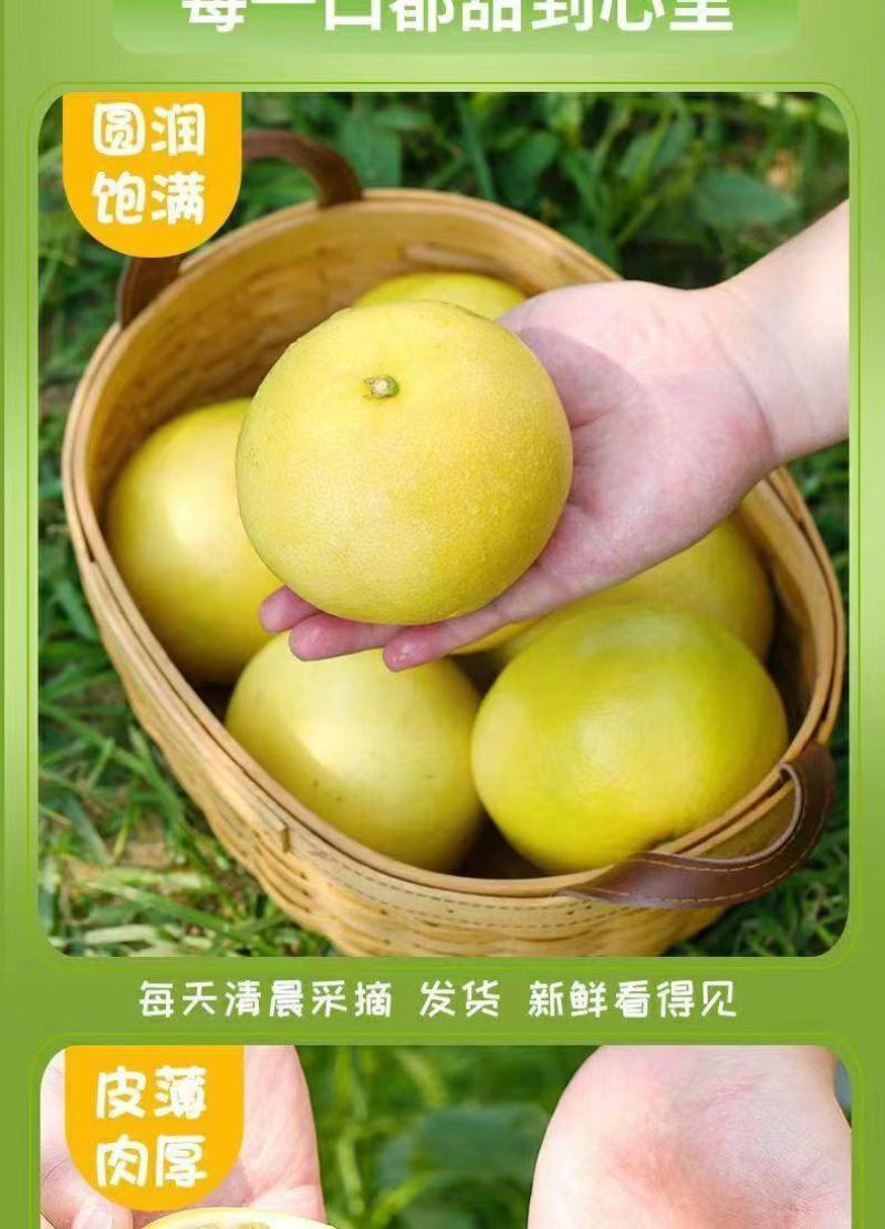 福建【葡萄柚】一件代发/电商/微商/直播平台