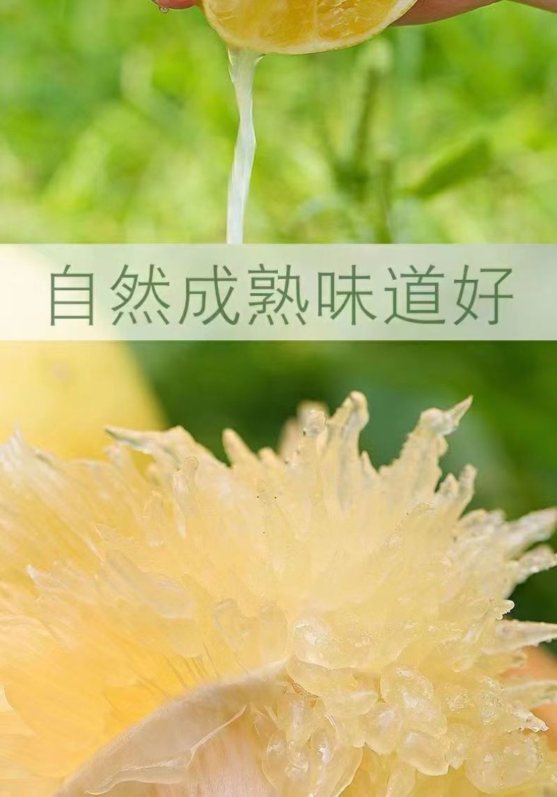 福建【葡萄柚】一件代发/电商/微商/直播平台