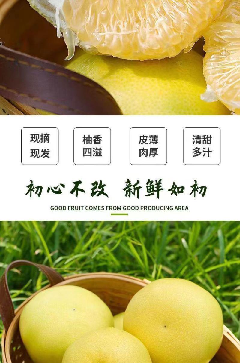 福建【葡萄柚】一件代发/电商/微商/直播平台