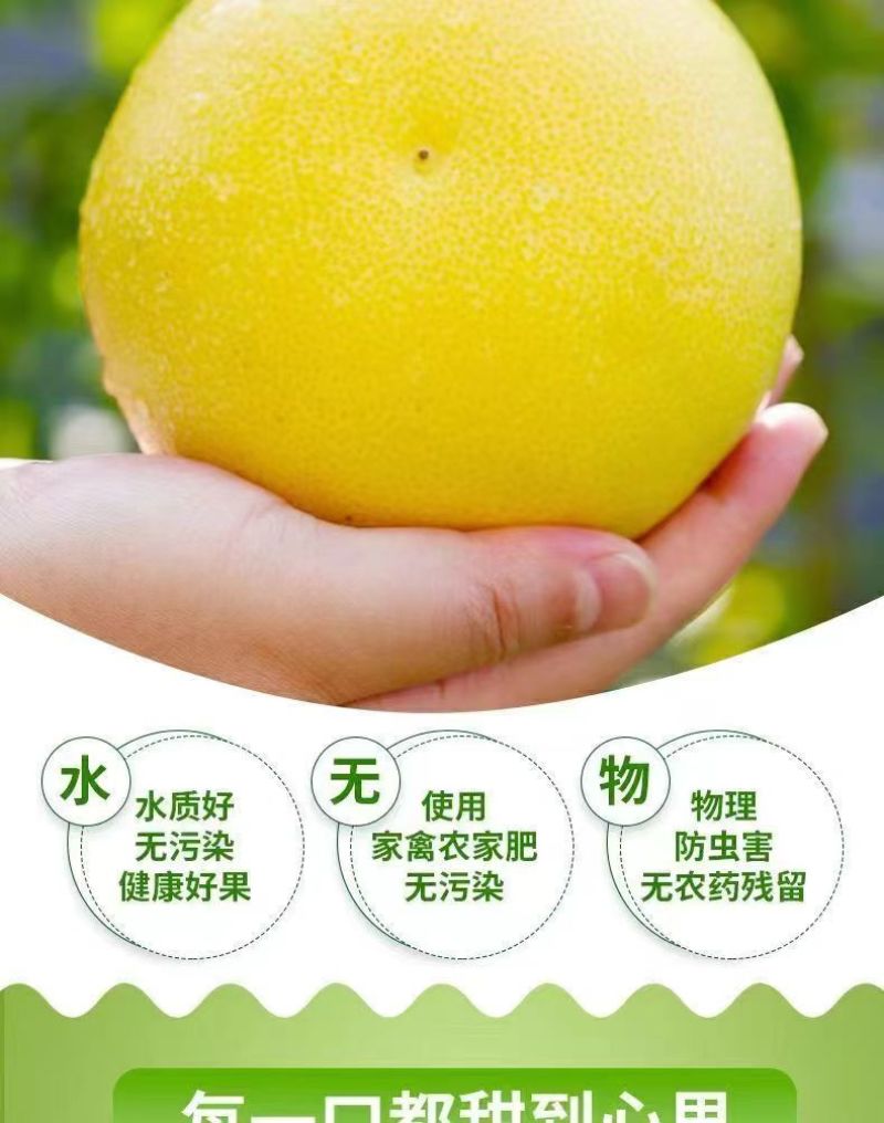 福建【葡萄柚】一件代发/电商/微商/直播平台