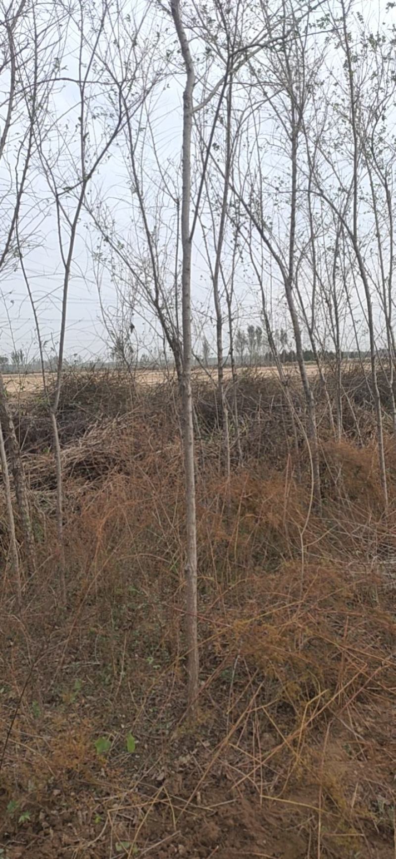 河北省沧州市献县，白榆，榆树，2-4公分榆树