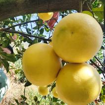 几十年老柚子嫁接的葡萄柚，口感纯甜，爆汁。