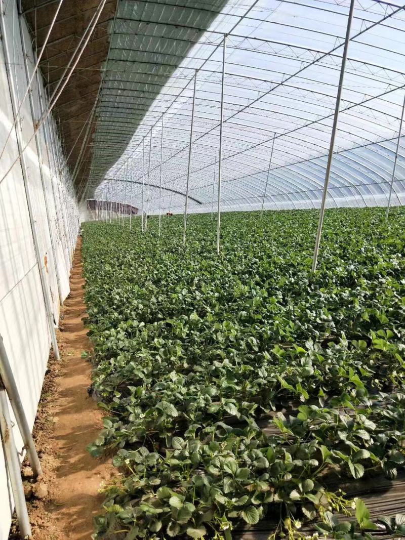 精品草莓服务至上货源充足量大从优欢迎老板选购可视频