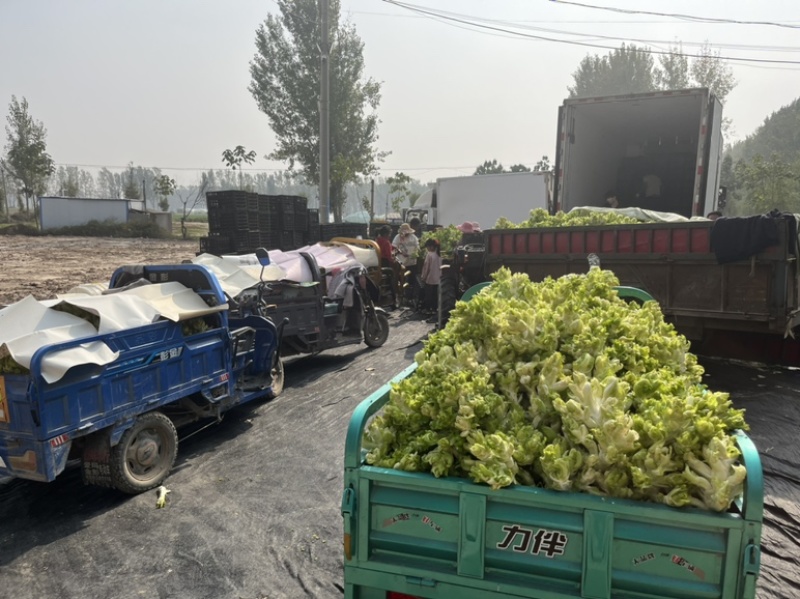 儿菜大量上市，当天可以发车，有需要的老板联系