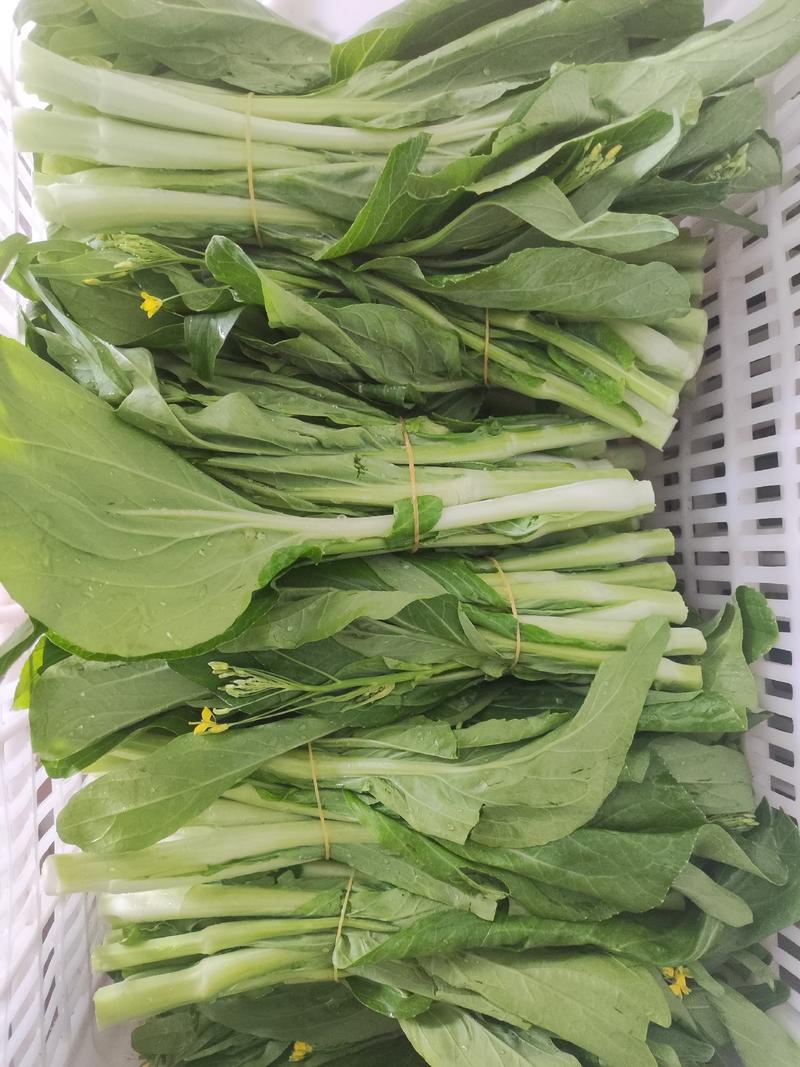 湖北枝江白菜苔，红菜苔大量上市，需要的老板欢迎咨询订购