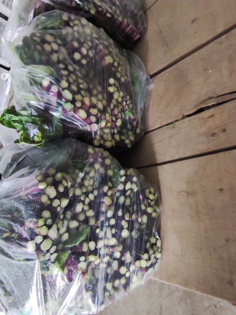 湖北枝江白菜苔，红菜苔大量上市，需要的老板欢迎咨询订购