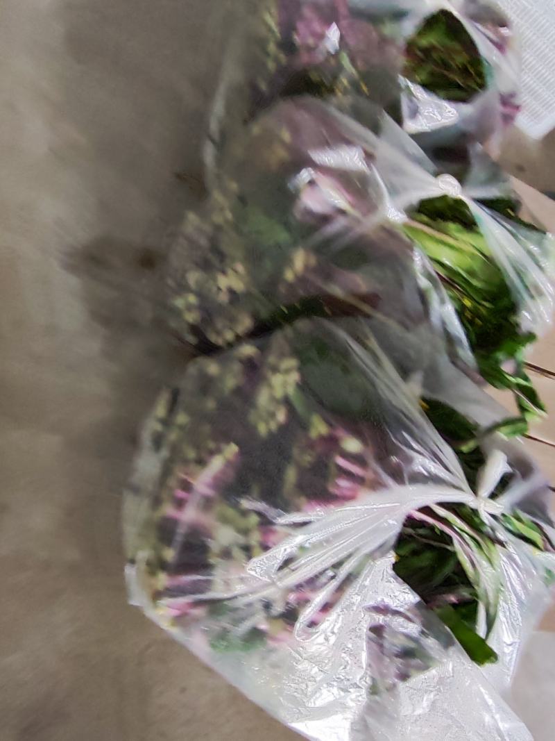 湖北枝江白菜苔，红菜苔大量上市，需要的老板欢迎咨询订购