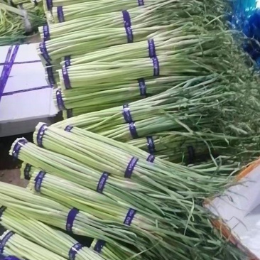 精品蒜苔