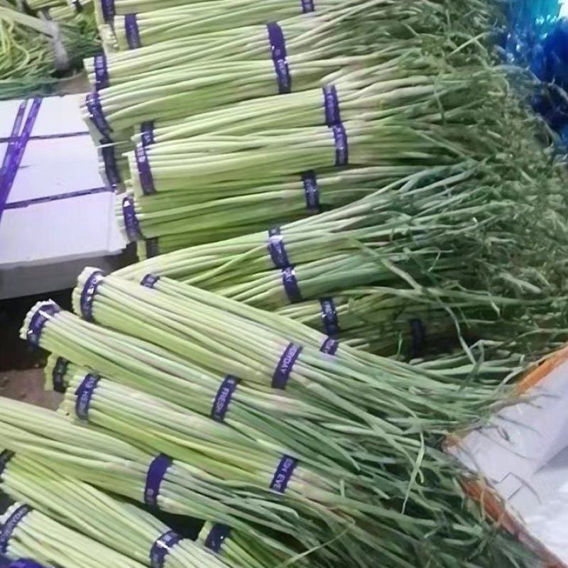 精品蒜苔