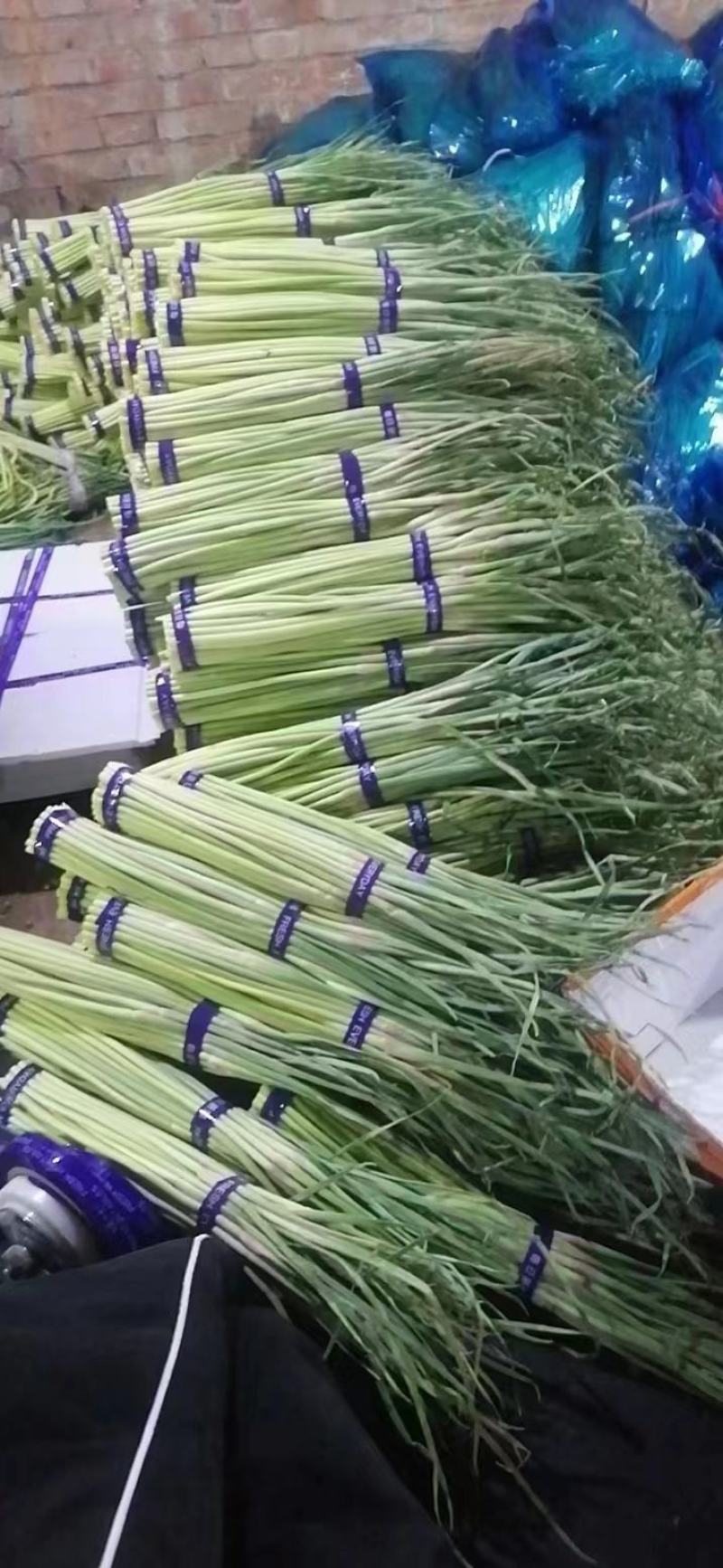 精品蒜苔