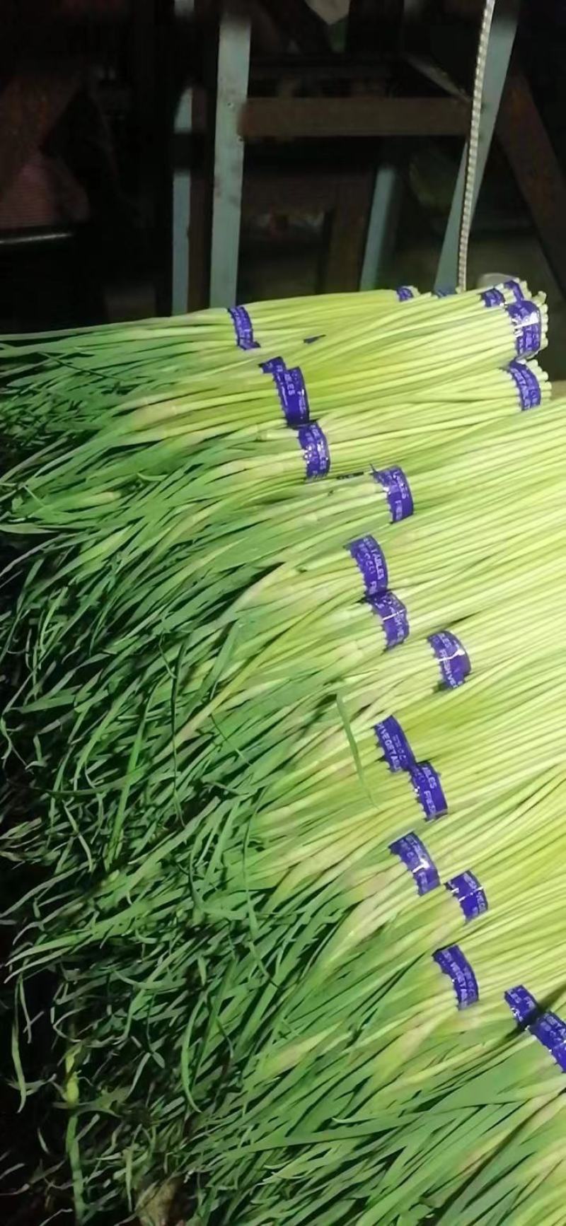 精品蒜苔