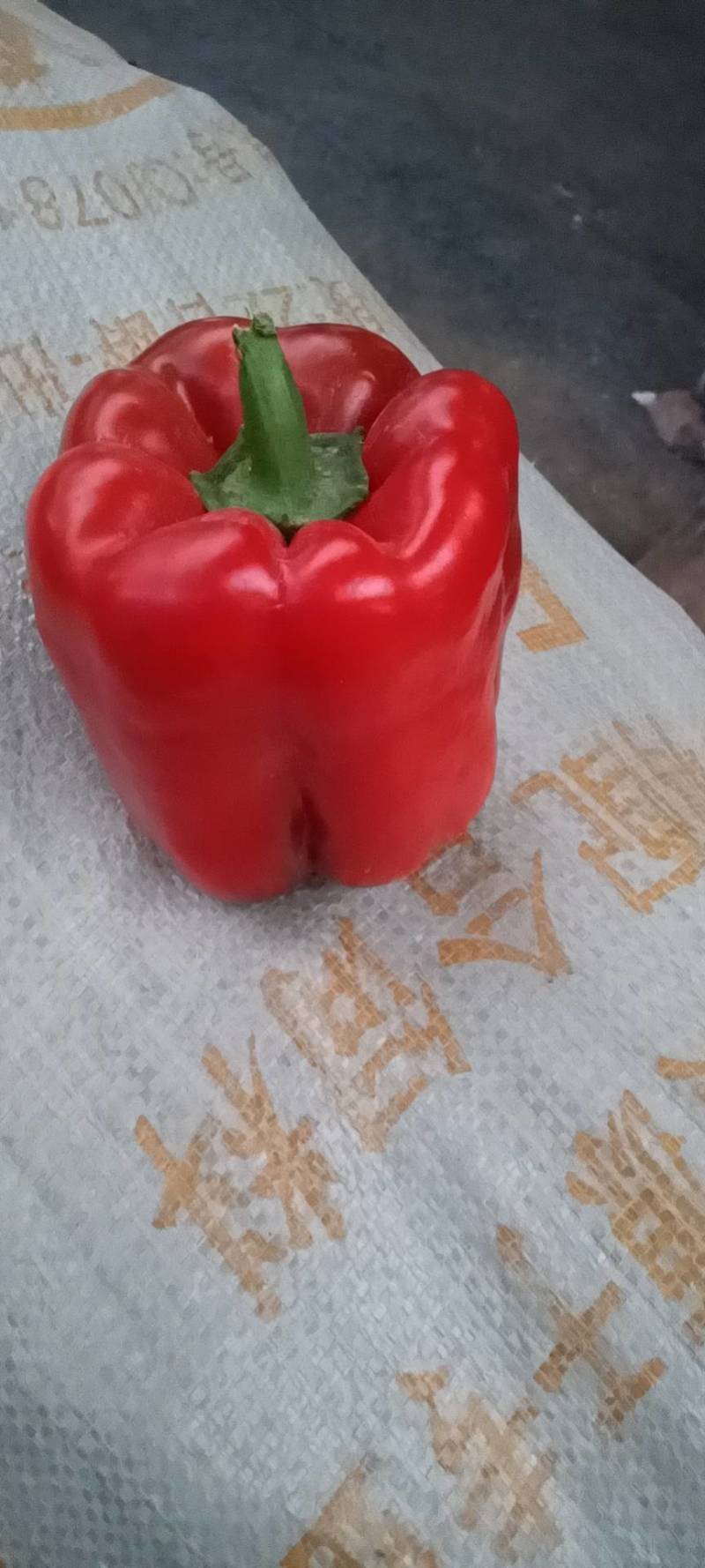 温室蔬菜大面积上市