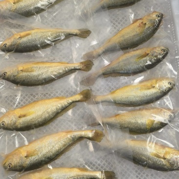 条冻4两-5两黄鱼黄花鱼品质保证肉质饱满，对接市场批发商
