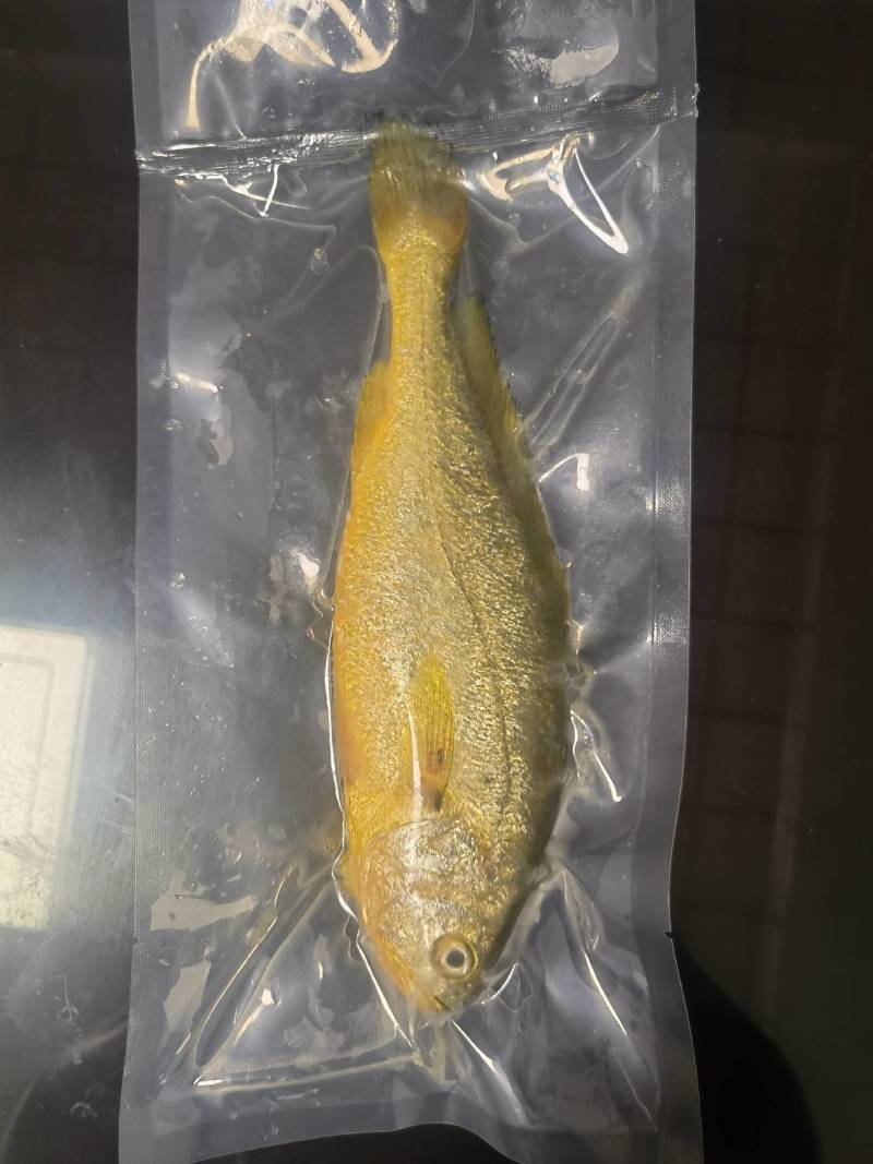 条冻4两-5两黄鱼黄花鱼品质保证肉质饱满，对接市场批发商