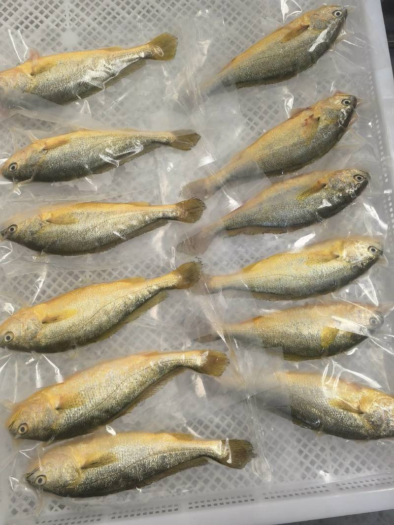 条冻4两-5两黄鱼黄花鱼品质保证肉质饱满，对接市场批发商