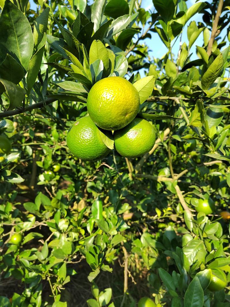 皇帝柑
