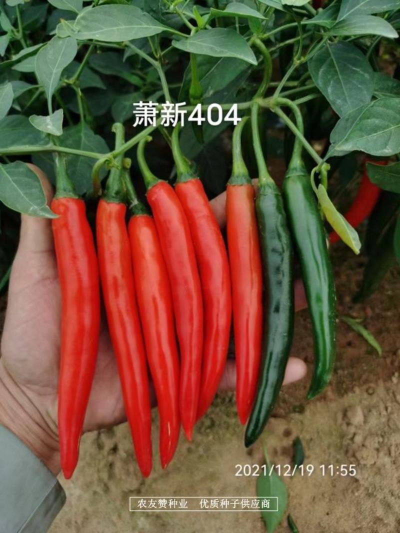 萧新404美人椒种子大果型美人指辣椒种籽，硬度好特高产辣