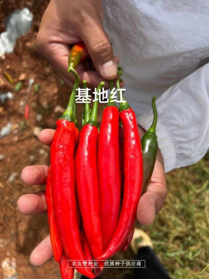 基地红大果美人椒种子高产耐裂果抗病，韩国引进美人椒种籽