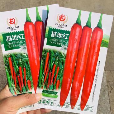 基地红大果美人椒种子高产耐裂果抗病，韩国引进美人椒种籽