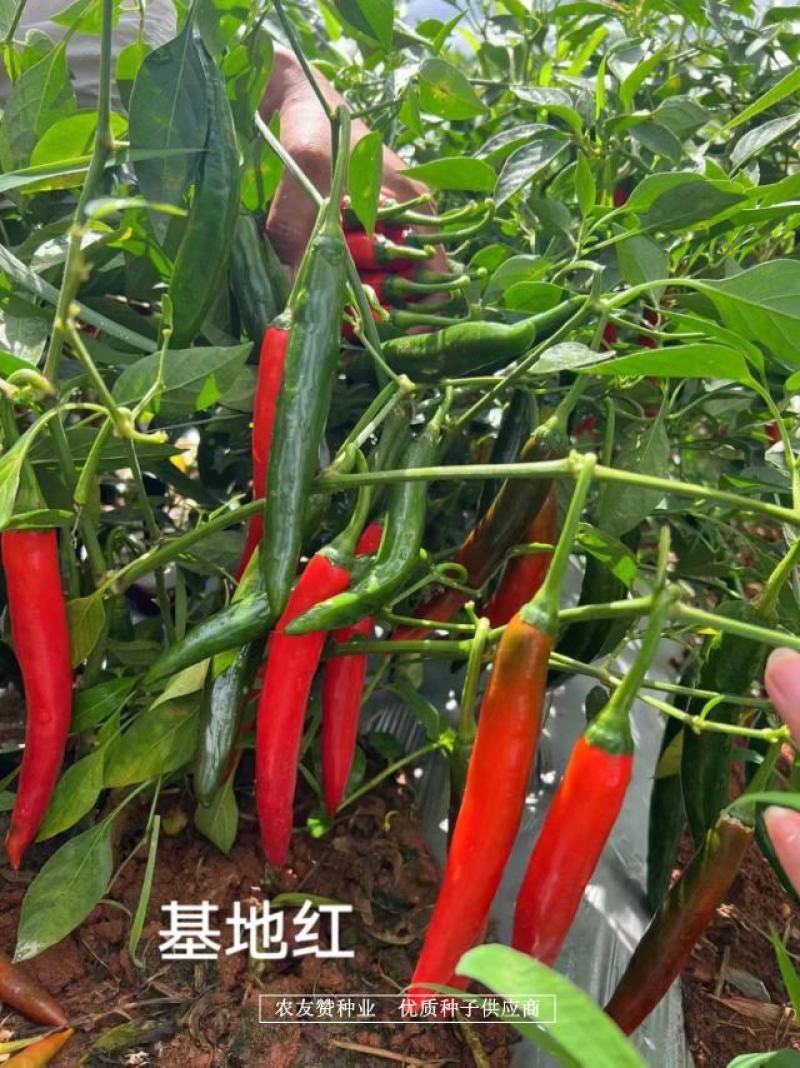 基地红大果美人椒种子高产耐裂果抗病，韩国引进美人椒种籽