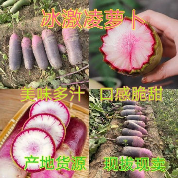 冰激凌萝卜，水果型的优质产品，产地货源，美味多汁口感脆甜