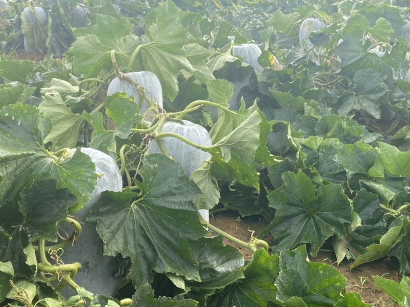 广西北海水桶坐冬瓜，瓜型板正，质量保证，诚信经营