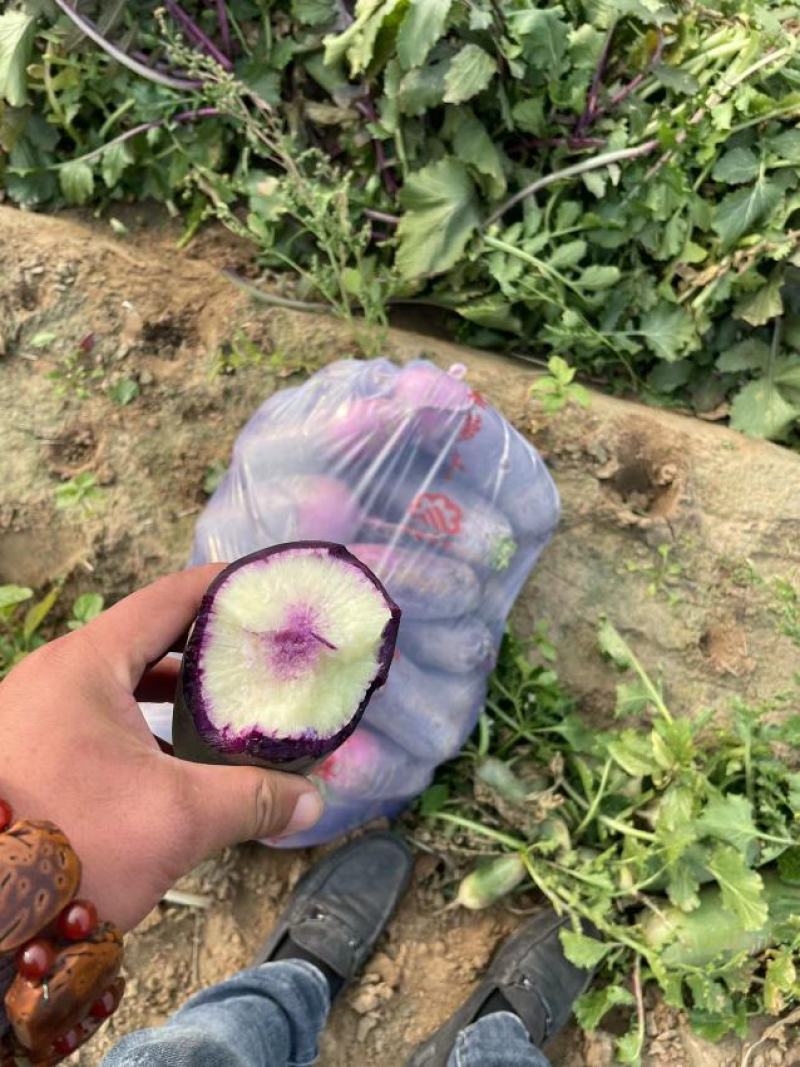 冰激凌萝卜，水果型的优质产品，产地货源，美味多汁口感脆甜