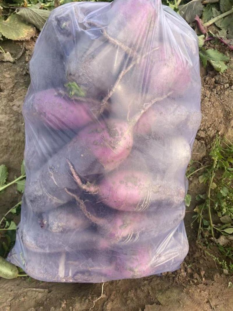 冰激凌萝卜，水果型的优质产品，产地货源，美味多汁口感脆甜