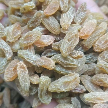 新疆特级葡萄干，非常绿，果肉丰厚饱满，自然晾晒，