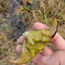 新鲜牛角菱角