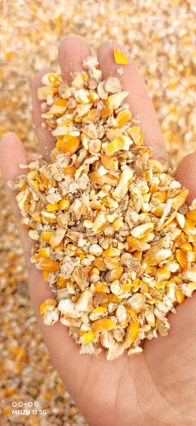 碎玉米过风净粮2022新粮鸡鸭鹅专用粮