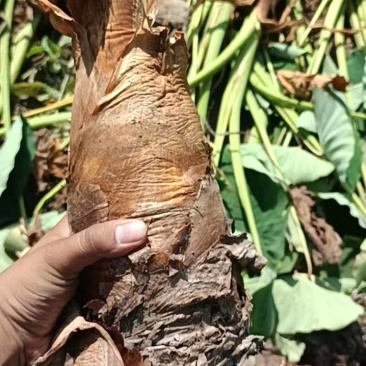 槟榔芋，人头芋，市场走货，电商平台直播代发均可对接合作！