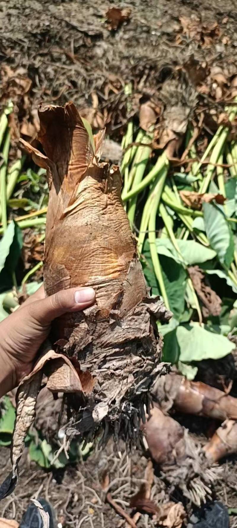 槟榔芋，人头芋，市场走货，电商平台直播代发均可对接合作！