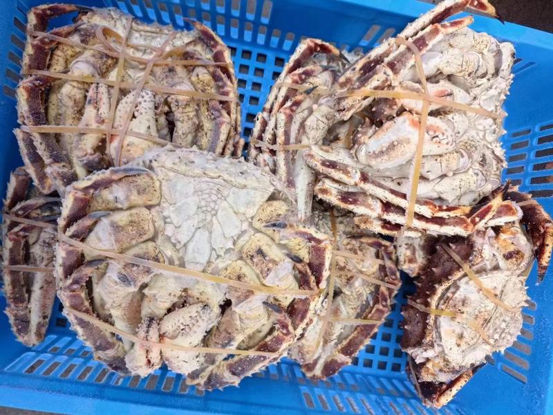 上海宝山江阳水产品帝王蟹，品质保证，量大从优欢迎采购