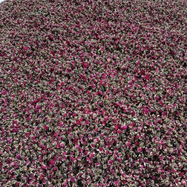 云南金边玫瑰花茶