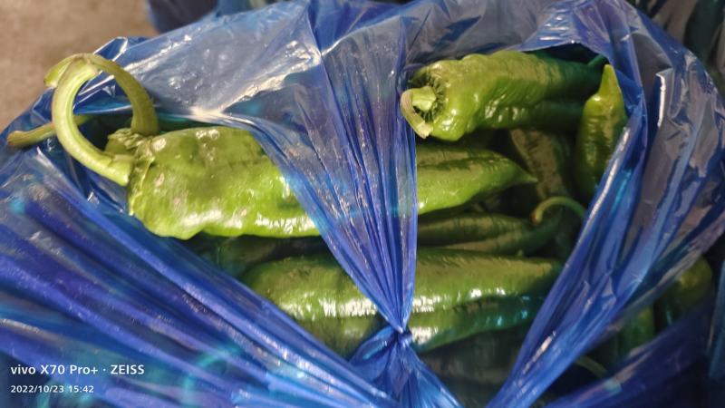 芜湖本地大棚八号胶。菜椒，诚信经营销往全国各地
