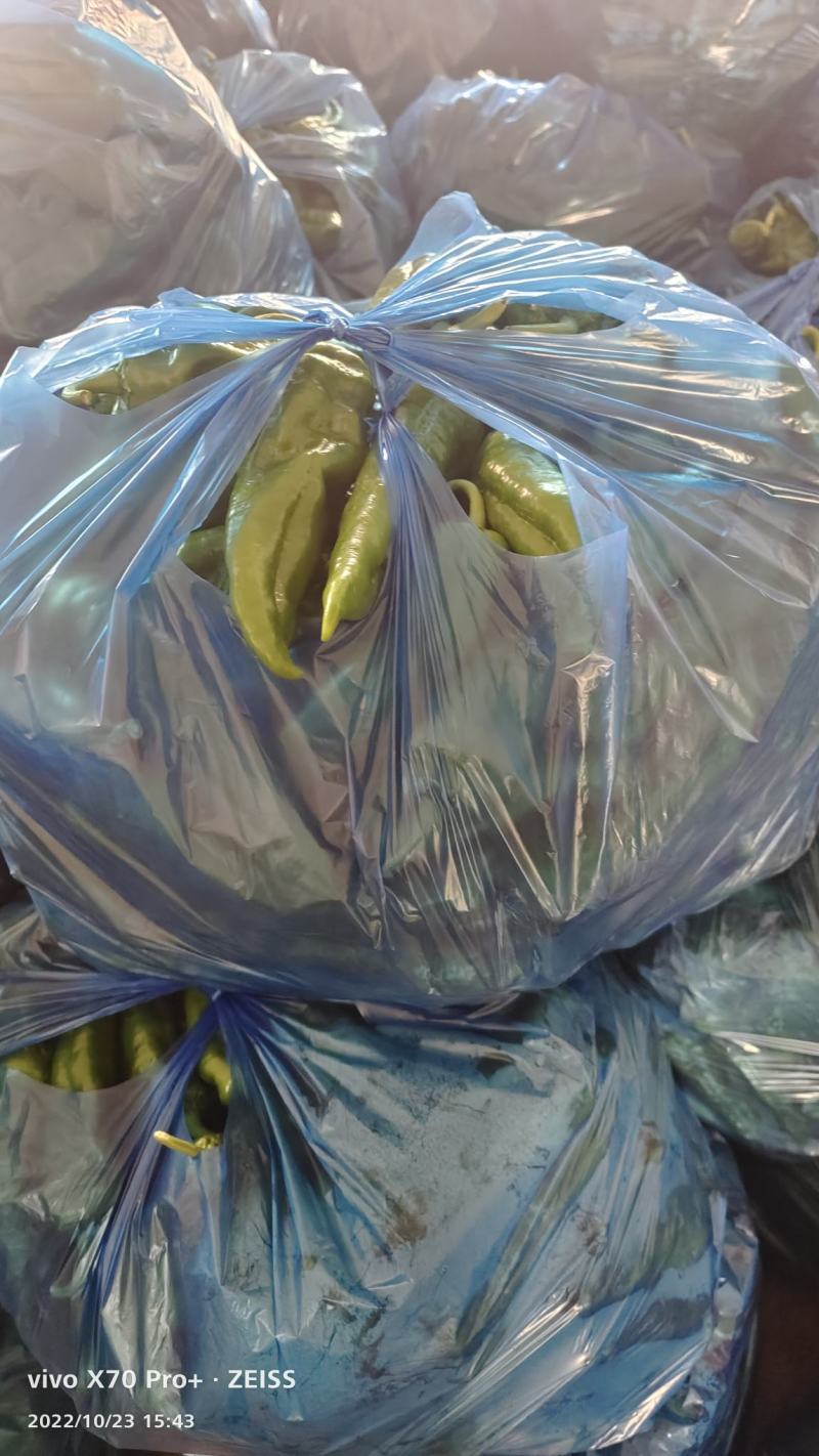 芜湖本地大棚八号胶。菜椒，诚信经营销往全国各地