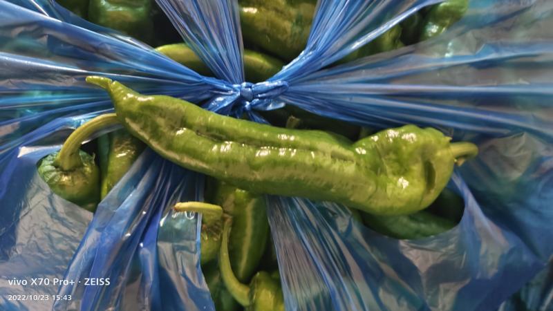 芜湖本地大棚八号胶。菜椒，诚信经营销往全国各地