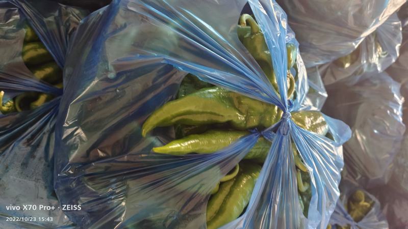 芜湖本地大棚八号胶。菜椒，诚信经营销往全国各地