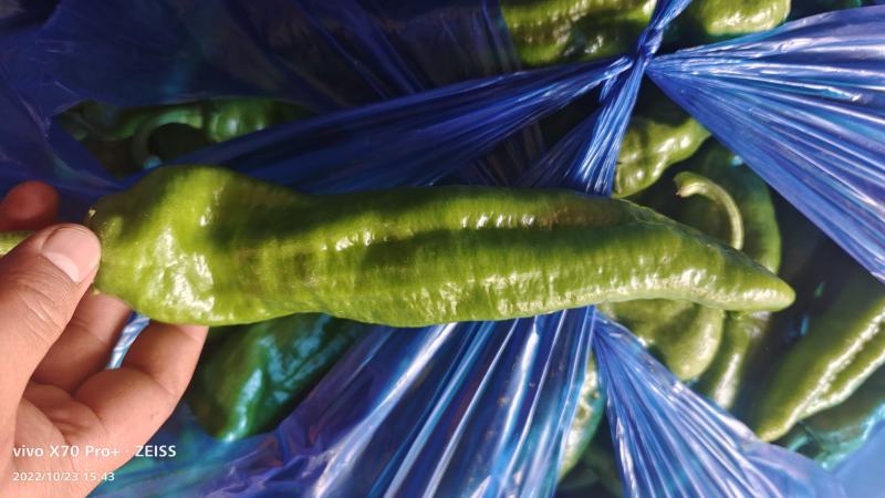 芜湖本地大棚八号胶。菜椒，诚信经营销往全国各地