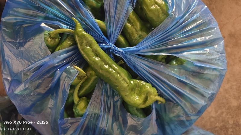 芜湖本地大棚八号胶。菜椒，诚信经营销往全国各地