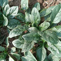 趴地小菠菜，质量好，价格优
