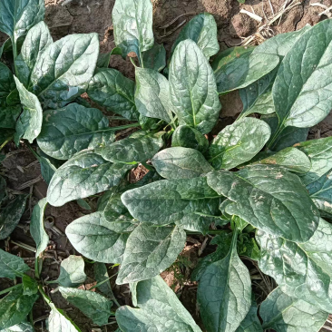 趴地小菠菜，质量好，价格优