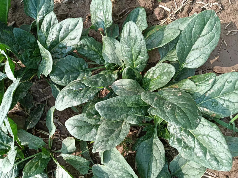 趴地小菠菜，质量好，价格优