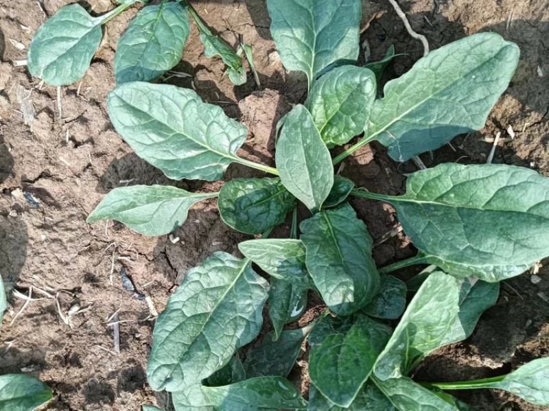趴地小菠菜，质量好，价格优