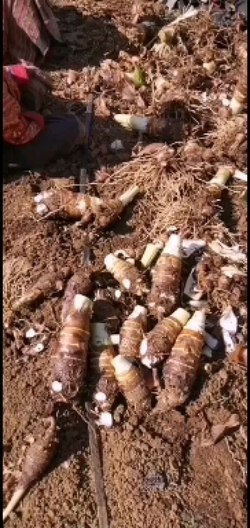 槟榔芋，人头芋，市场走货，电商平台直播代发均可对接合作！