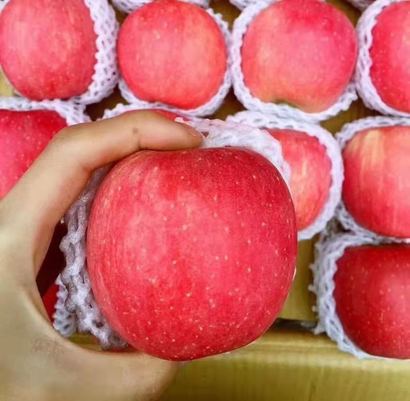 红富士苹果大量批发产地，果园现采摘口感脆甜保证质量