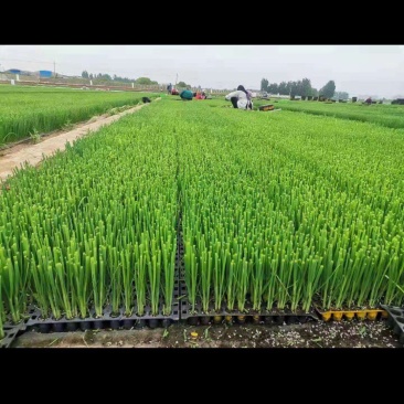 钢葱苗，工厂化育苗，种子包衣，葱苗健壮。