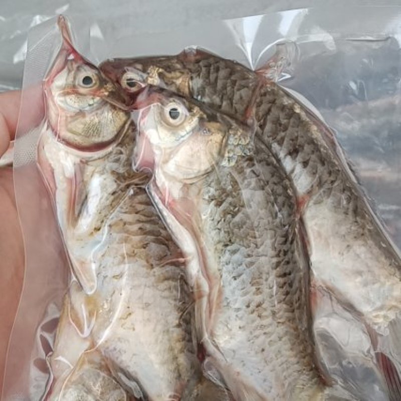 微山湖鲫鱼