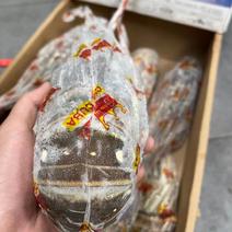 上海宝山江阳水产品龙虾-古巴龙虾，品质保证，量大从优
